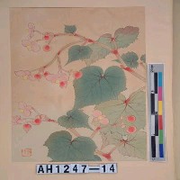 藏品(昭和11年『翠光花鳥版畫集』－秋海棠)的圖片